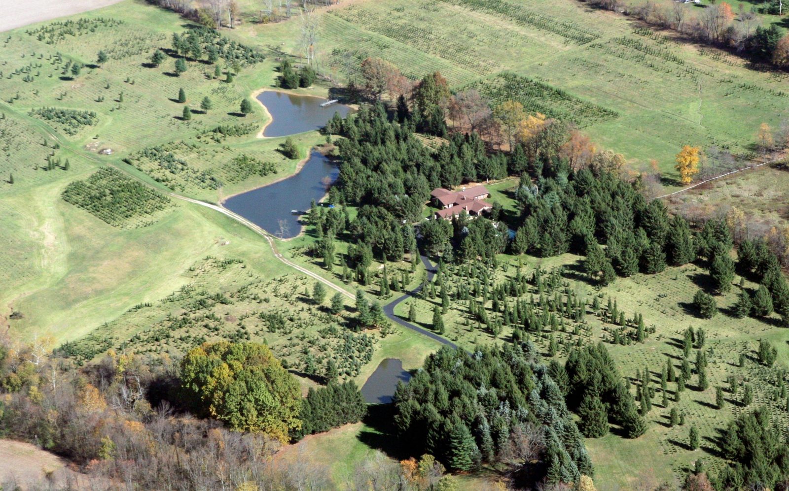 Additional aerial photo of the tree farm