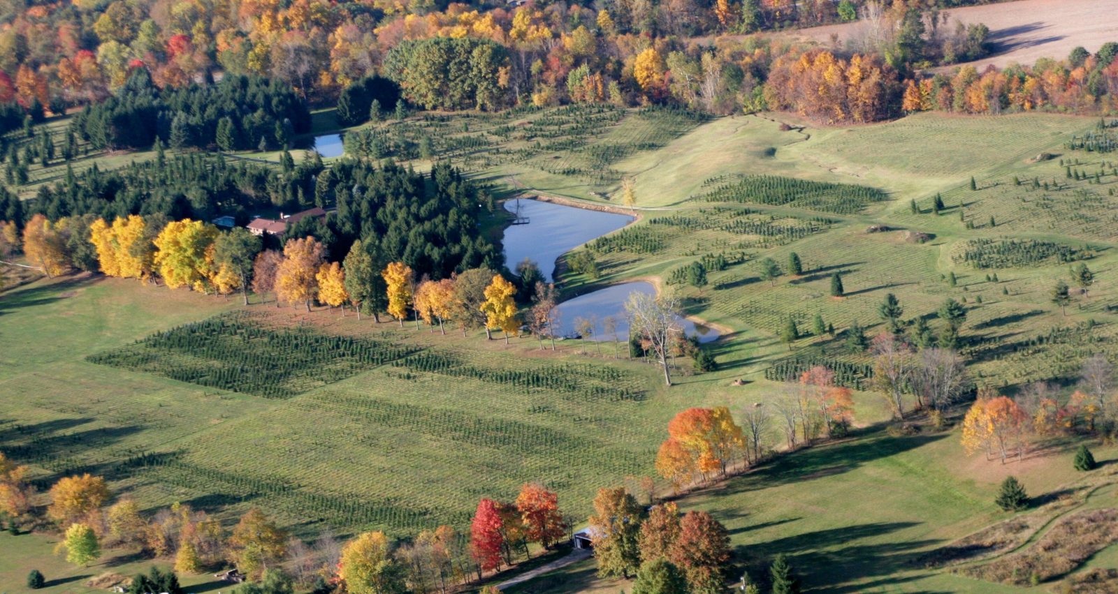 Farm aerial image showing tree rows and open land