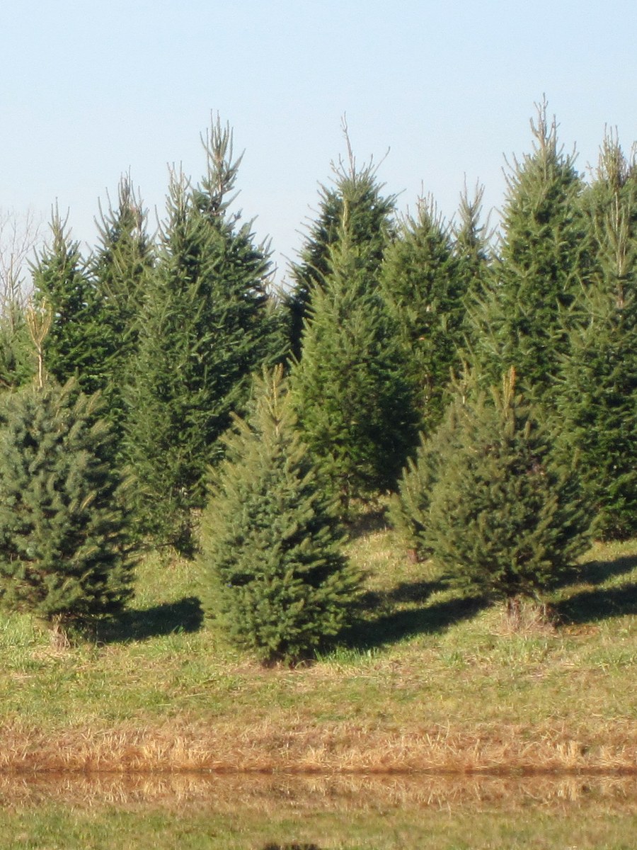 Individual Canaan Fir at Hickory Ridge Tree Farm