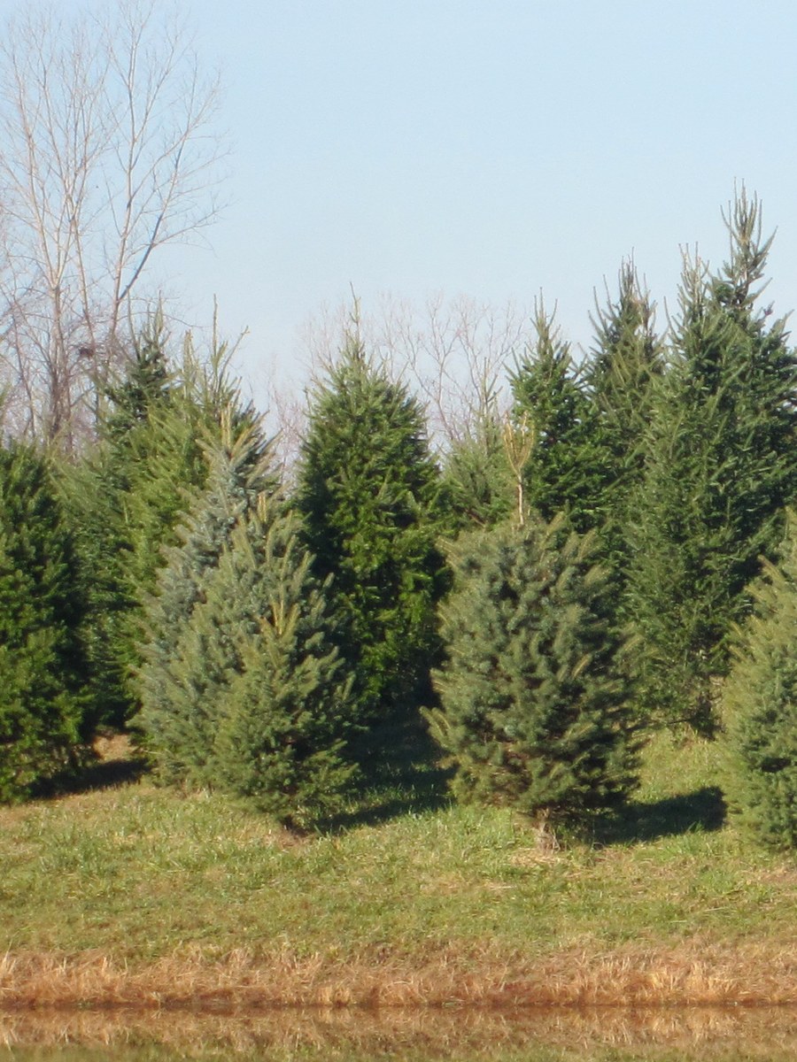 Individual Fraser Fir at Hickory Ridge Tree Farm