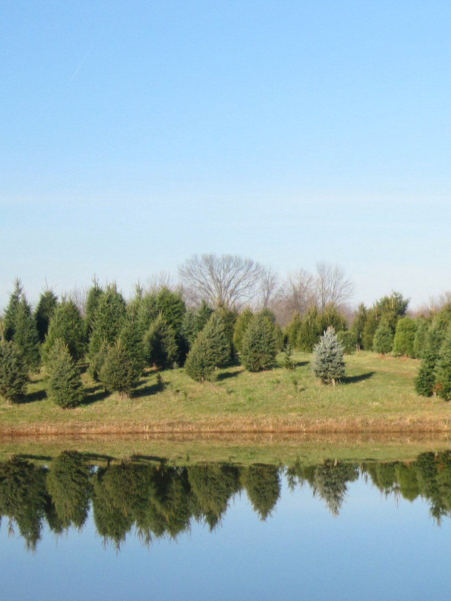Individual White Pine at Hickory Ridge Tree Farm